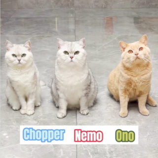 「乔巴日记 Chopper's Diary」に登場するスポーツ大好き3匹組　