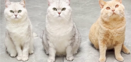 「乔巴日记 Chopper's Diary」に登場するスポーツ大好き3匹組