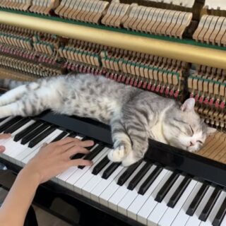 ピアノの上に寝そべる猫のハブル君