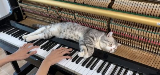 ピアノの上に寝そべる猫のハブル君