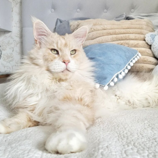 メインクーンのロータス君