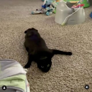 床を這い回るのが大好きな黒猫ラッキーちゃん