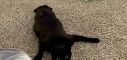 床を這い回るのが大好きな黒猫ラッキーちゃん