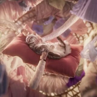 Mars Whiskas - Purr more