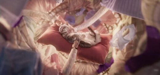 Mars Whiskas - Purr more