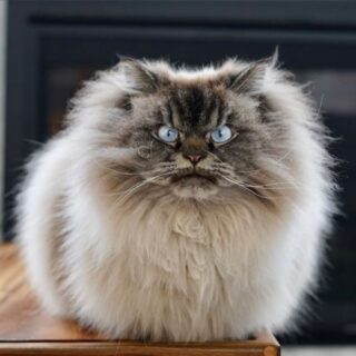 激おこにゃんこ マーリン君