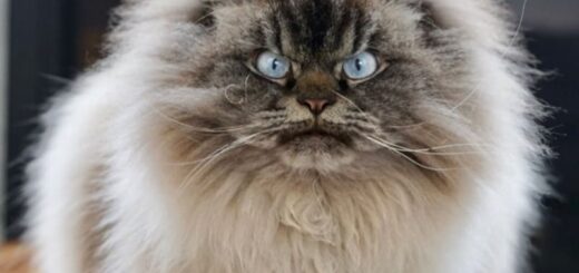 激おこにゃんこ マーリン君