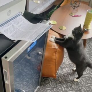 プリンターの印刷音にシンクロする猫のミスター・ペイトン