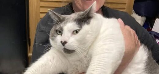 里親が決まった巨漢にゃんこ、パッチーズ君