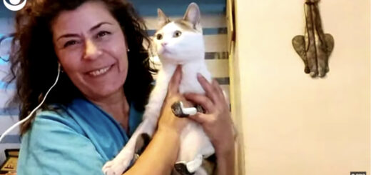 3本の義足で歩けるようになった猫のペルセウスと担当獣医のソフィア・ゾイさん