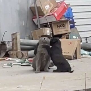 2匹の子犬に愛されまくっている猫