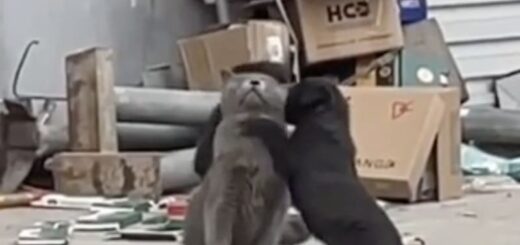 2匹の子犬に愛されまくっている猫