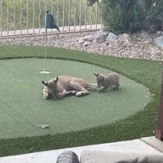 裏庭でくつろぐボブキャットの親子