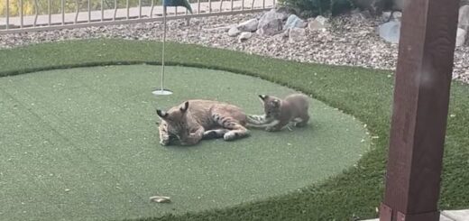 裏庭でくつろぐボブキャットの親子