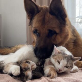 生まれたばかりの子猫に寄り添うジャーマンシェパードのロッキー君