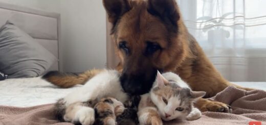 生まれたばかりの子猫に寄り添うジャーマンシェパードのロッキー君