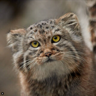 ノヴォシビルスク動物園のマヌルネコ