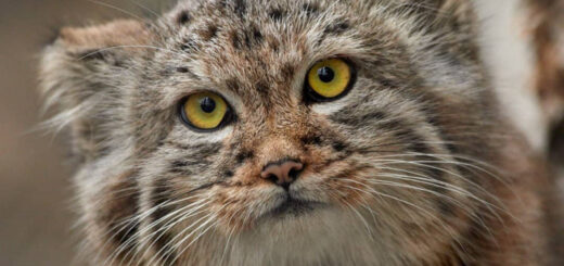 ノヴォシビルスク動物園のマヌルネコ