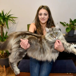 超ビッグサイズのメインクーン、マーフィー君