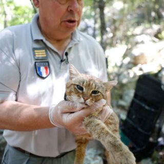 仏領コルシカの固有種 キツネネコ