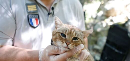 仏領コルシカの固有種 キツネネコ