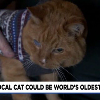 最高齢猫としてギネス世界記録に登録される見込みのサム君（26歳）