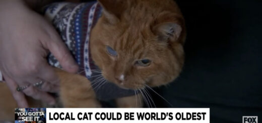 最高齢猫としてギネス世界記録に登録される見込みのサム君（26歳）