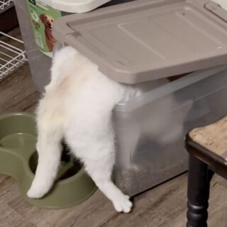 キャットフード容器に頭を入れて盗み食いをしているサッシーちゃん