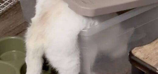 キャットフード容器に頭を入れて盗み食いをしているサッシーちゃん