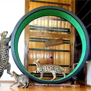猫用回し車で遊んでいるサバンナキャット