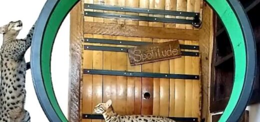 猫用回し車で遊んでいるサバンナキャット