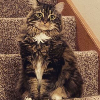 TikTokの人気猫 バーディー君