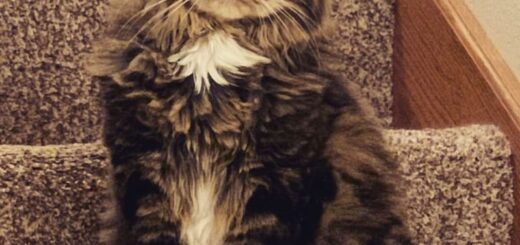 TikTokの人気猫 バーディー君