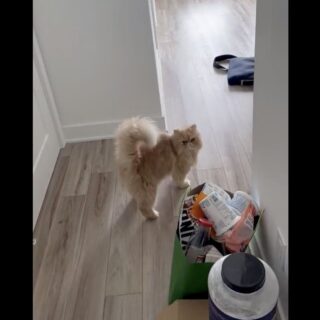 引越し直後のご近所さん宅を突撃訪問する猫、ファーミン君