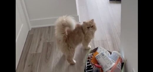 引越し直後のご近所さん宅を突撃訪問する猫、ファーミン君