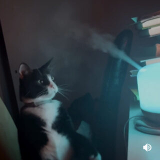 加湿器に興味津々なタチアナちゃん