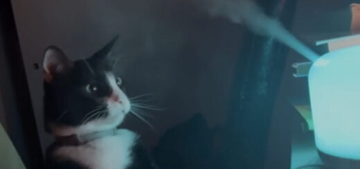 加湿器に興味津々なタチアナちゃん