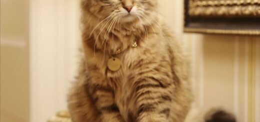 ロンドンの高級ホテル「ザ・レインズバラ」の猫、リリベットちゃん