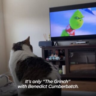 映画『グリンチ』が大好きな猫、エラちゃん