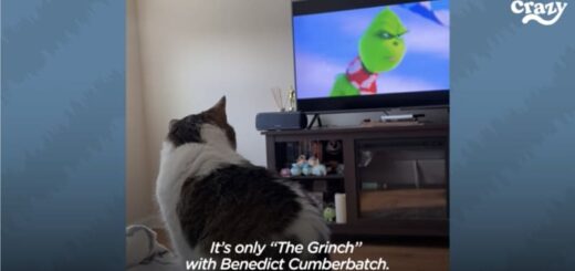 映画『グリンチ』が大好きな猫、エラちゃん