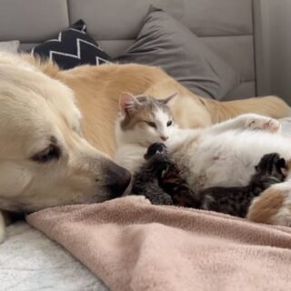 生まれたばかりの子猫に寄り添うゴールデンレトリバーのベイリー君