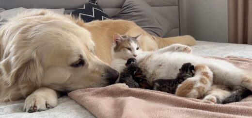 生まれたばかりの子猫に寄り添うゴールデンレトリバーのベイリー君