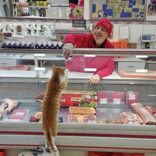 野良猫に肉を与える店主のイクラム・コルクマゼール氏