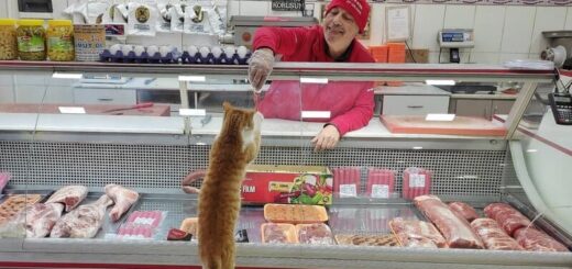 野良猫に肉を与える店主のイクラム・コルクマゼール氏