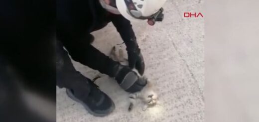 子猫に心臓マッサージをするトルコの消防士