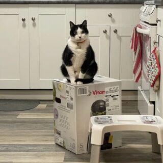 バイタミックスの空き箱がお気に入りの猫たち