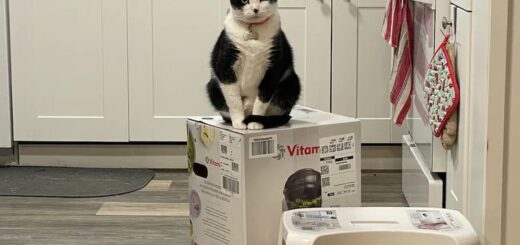 バイタミックスの空き箱がお気に入りの猫たち
