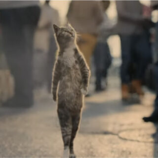 Walk Tall with Vanquis