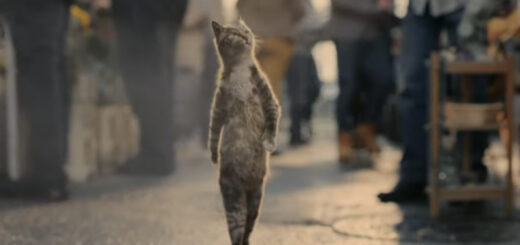 Walk Tall with Vanquis