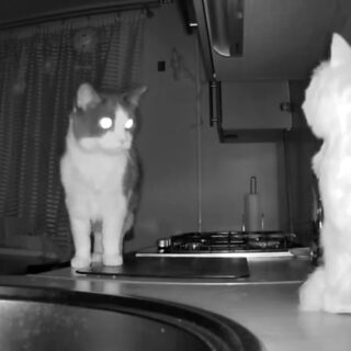 赤外線カメラで撮影したプーシク君の夜活